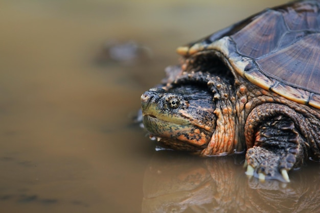 La tortuga mordedora común es una especie de tortuga de agua dulce grande