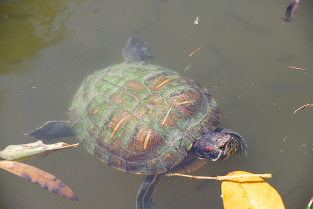 Tortuga nada en agua verde de cerca. Foto de alta calidad