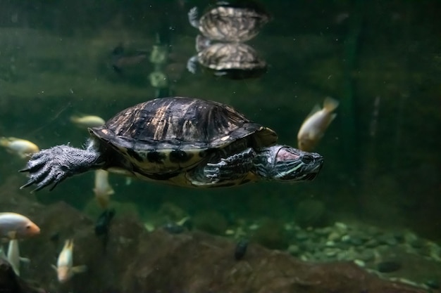 Tortuga nada en aguas oscuras de cerca