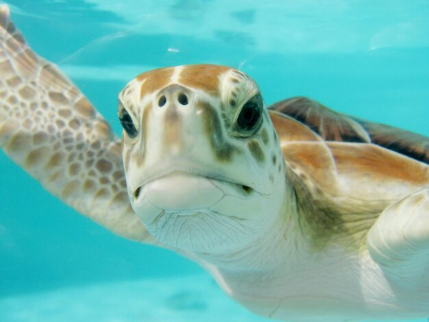 una tortuga nadando en el agua con los ojos abiertos