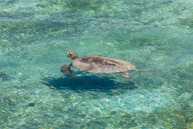 Foto tortuga nadando en laguna cristalina