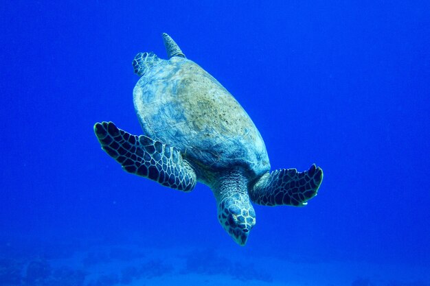 Foto tortuga nadando en el mar