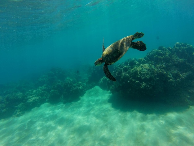 Foto tortuga nadando en el mar