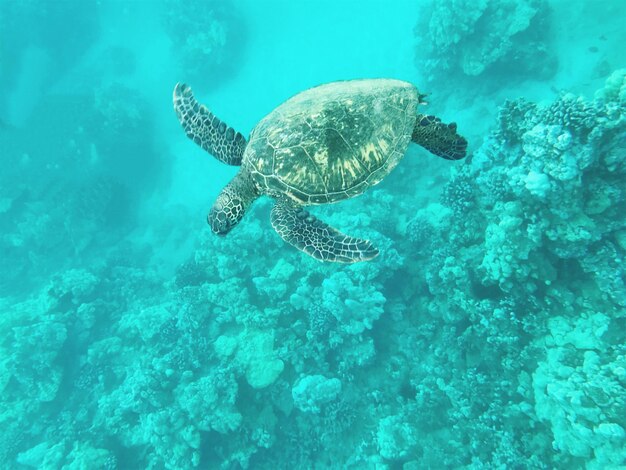 Tortuga nadando en el mar