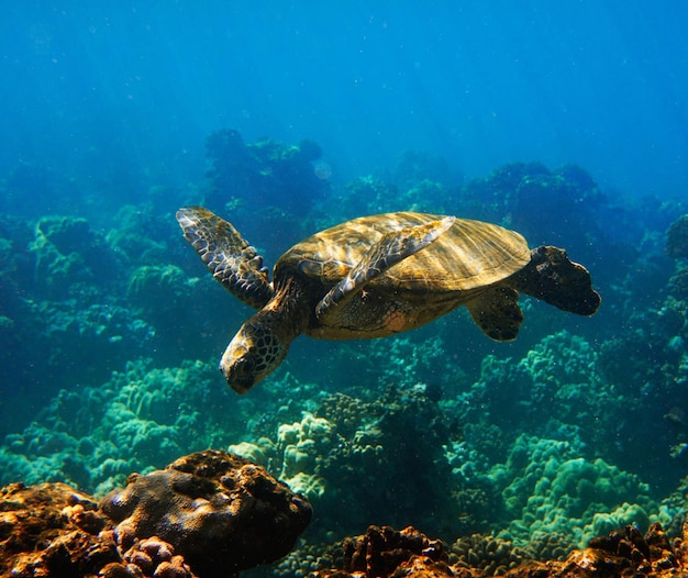 Tortuga nadando en el mar