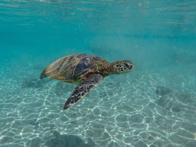 Tortuga nadando en el mar