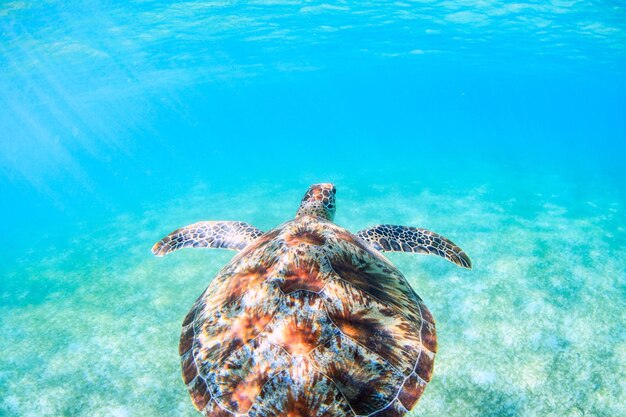 Foto tortuga nadando en el mar