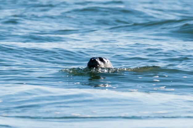 Foto tortuga nadando en el mar