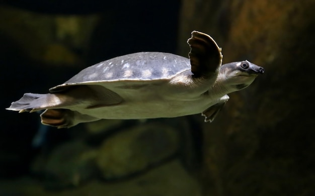 Tortuga nariz de cerdo de Nueva Guinea nadando en el agua