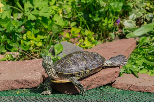 Tortuga de orejas rojas de cerca en el entorno natural