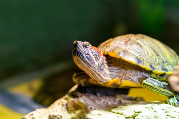 Tortuga de orejas rojas Trachemys scripta elegans closeup retrato de una tortuga