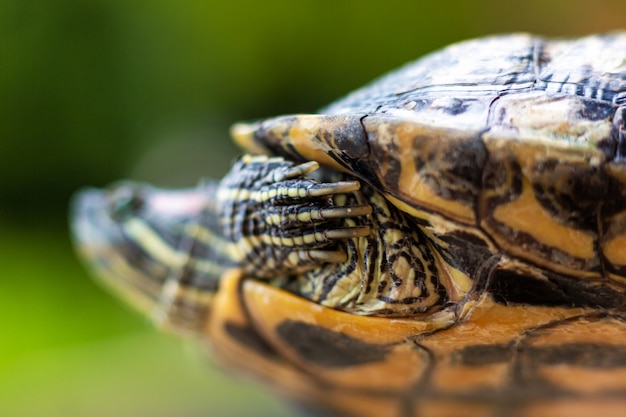 Foto tortuga de orejas rojas - trachemys scripta elegans. tortuga deslizante de orejas rojas en la luz del sol de verano