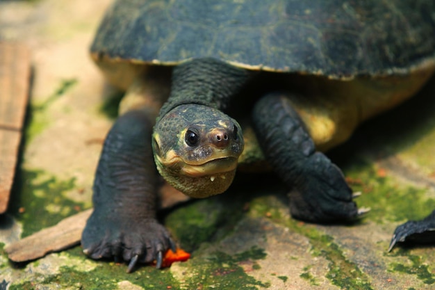 Foto la tortuga de pantano negra, la tortuga acuática sonriente, la tortuga del templo siamés, entre otras, es una tortuga de agua dulce