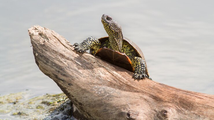 Foto una tortuga de pantano se subió a un obstáculo