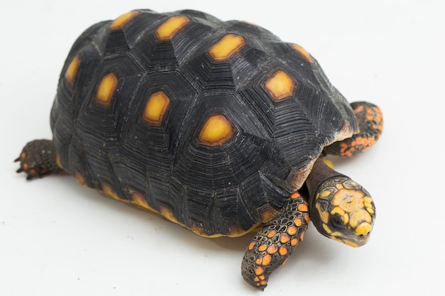 Tortuga de patas rojas Chelonoidis carbonaria aislado sobre fondo blanco.