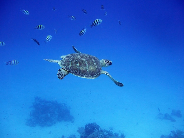 Tortuga y peces nadando en el mar