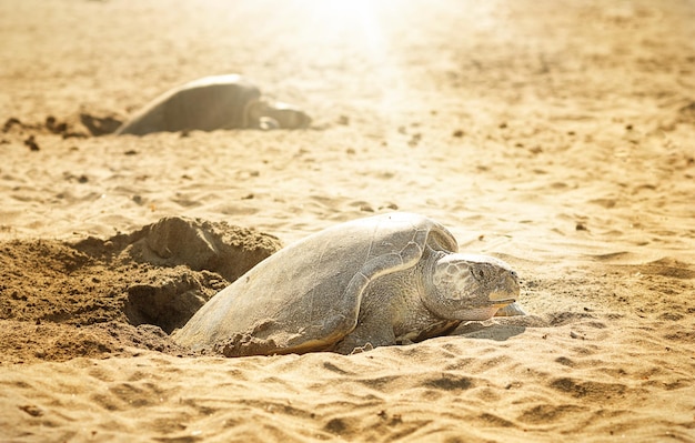 Tortuga en la playa esperando para poner huevos