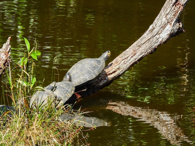 Tortuga en la Región Amazónica