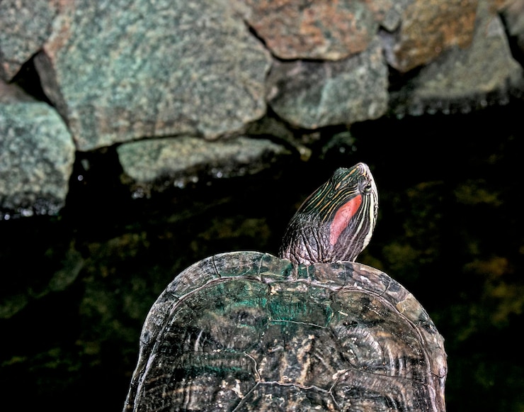 Foto tortuga de río en el hábitat tortuga en el agua y en plataformas de madera