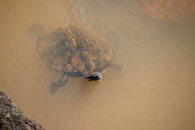 Tortuga en el río Iguazú