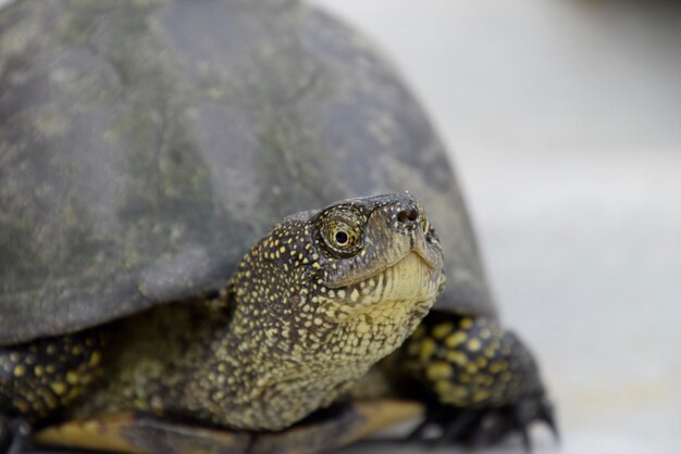 Foto la tortuga de río ordinaria de las latitudes templadas la tortuга es un reptil antiguo