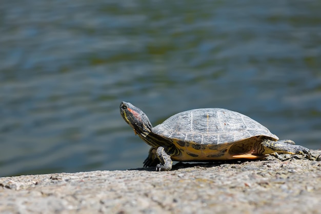 Tortuga de río tomando el sol cerca de un estanque