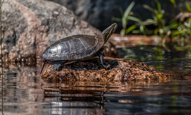 Tortuga en la roca en medio del lago
