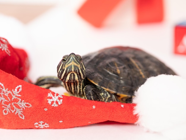 Una tortuga roja sobre un fondo rojo de Navidad levantó la cabeza