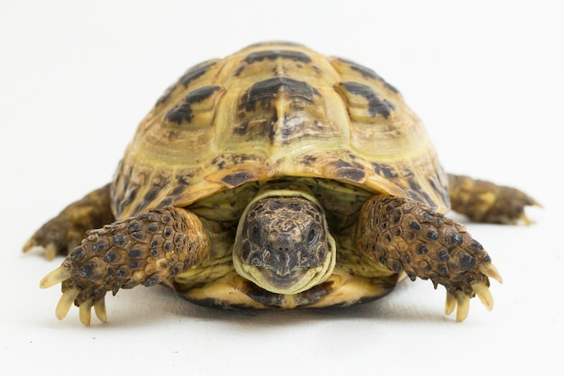 Tortuga rusa Testudo horsfieldii aislado sobre fondo blanco.