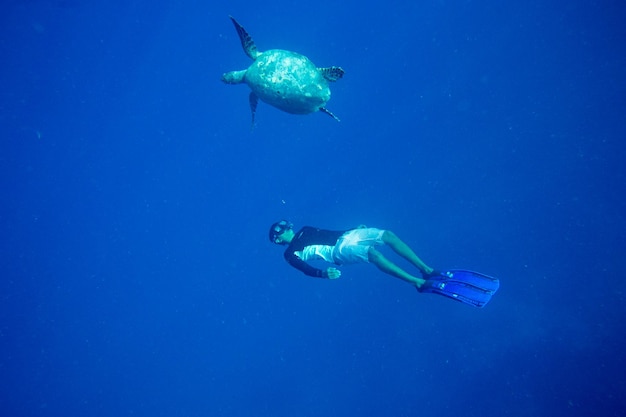 Una tortuga sentada en corales debajo de la superficie del agua