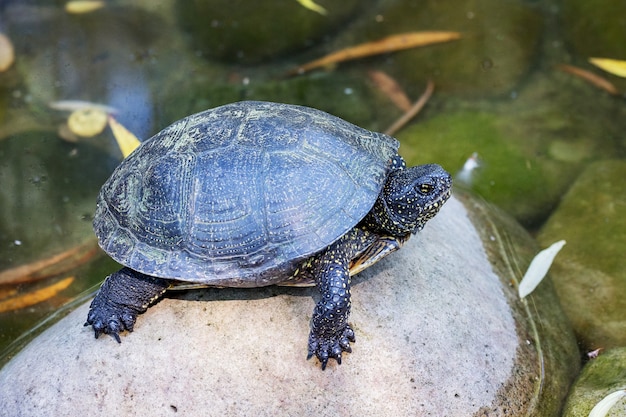 La tortuga sobre las piedras en el río se está calentando con el sol_