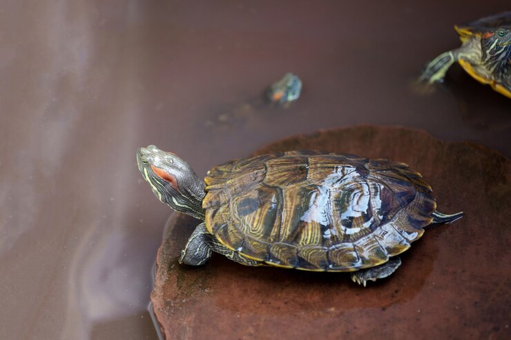 Tortuga sobre una roca en el agua