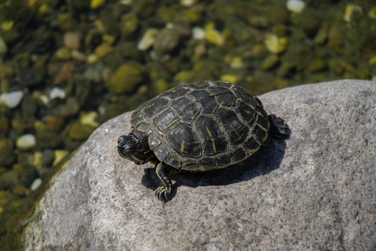 Foto tortuga solitaria encontrada junto al lago