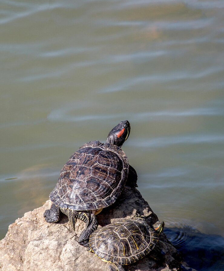 Foto tortuga solitaria encontrada junto a un lago