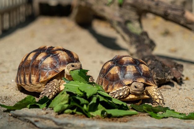 Tortuga Sucata comiendo verduras con fondo de naturaleza