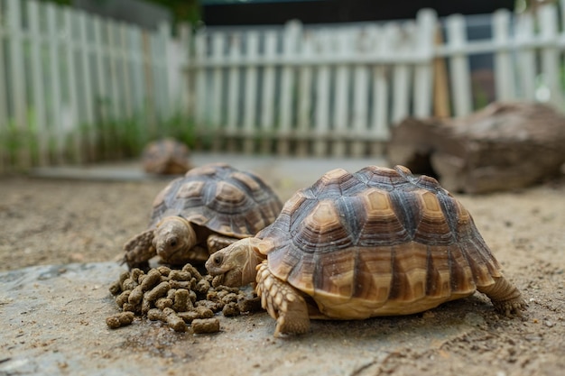 Tortuga Sucata en el suelo