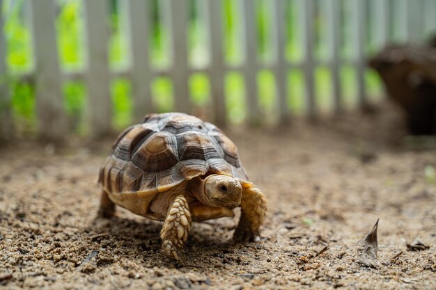 Tortuga Sucata en el suelo