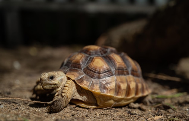 Tortuga Sucata en el suelo