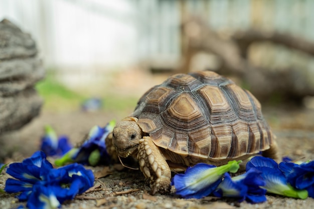 Tortuga Sucata en el suelo