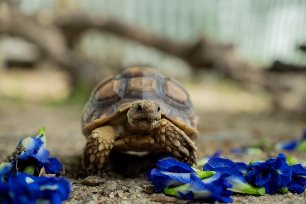 Tortuga Sucata en el suelo