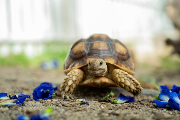 Tortuga Sucata en el suelo