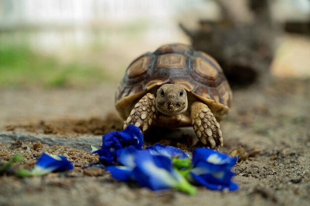 Tortuga Sucata en el suelo