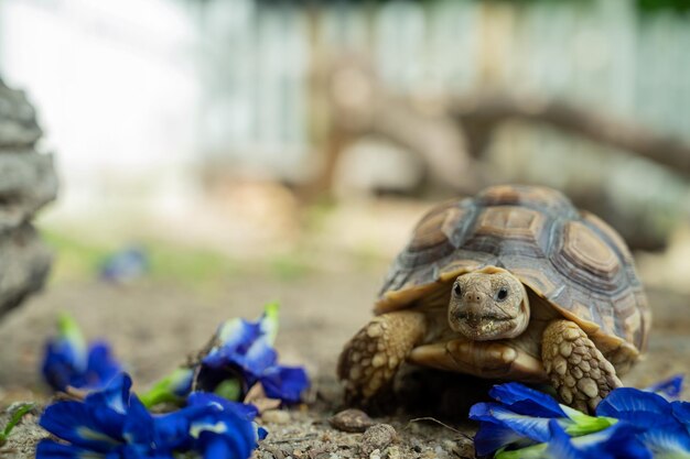 Tortuga Sucata en el suelo