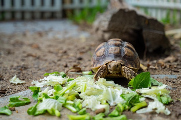 Tortuga Sucata en el suelo