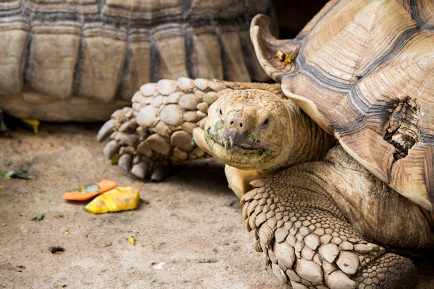 La tortuga sulcata está en la naturaleza.