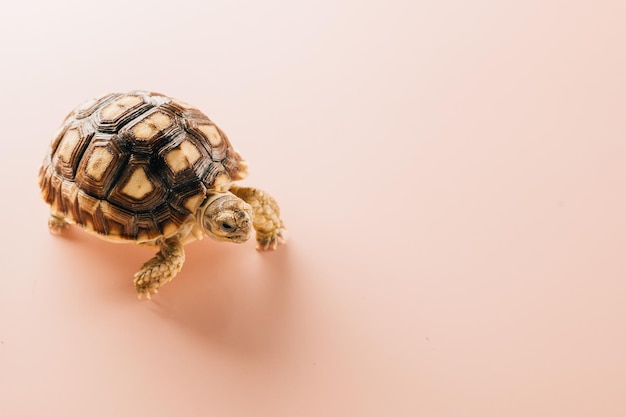 Tortuga sulcata estimulada africana caminando