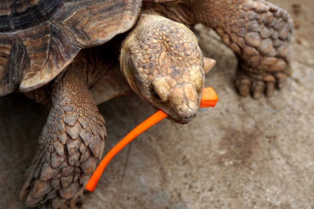 Tortuga Sulcata Geochelone Sulcata comiendo una zanahoria en rodajas en la granja de animales