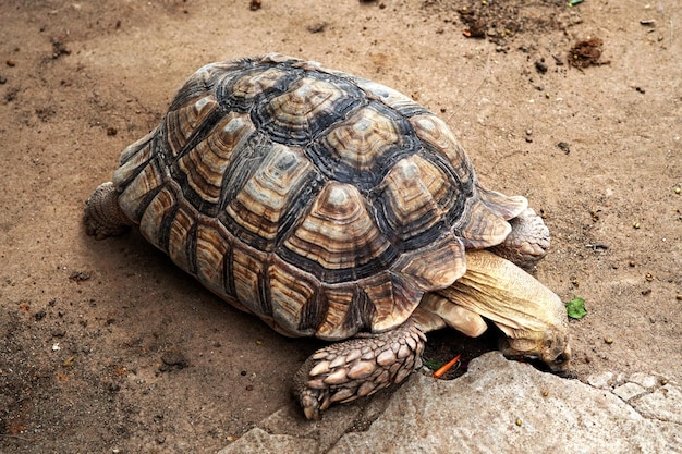 Tortuga sulcata Geochelone sulcata en la granja de animales