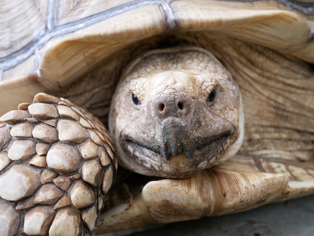 Tortuga de Sulcata que mira en zoológico de cerca