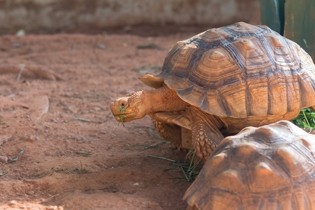 Tortuga sulcata, la tortuga estimulada africana (Geochelone sulcata) es una de las especies de tortuga más grandes del mundo.